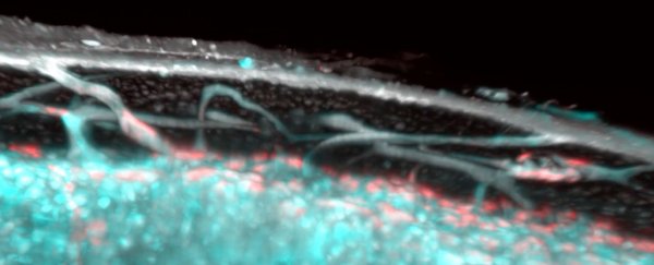 A totally new type of blood vessel has been discovered hidden in human bones
