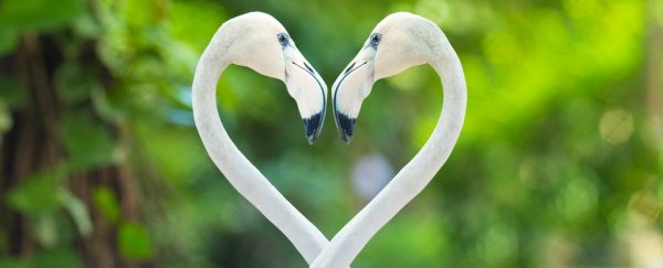 Scientists just identified a universal 'genetic formula' for monogamy