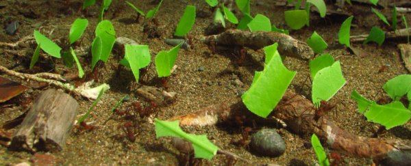 These tiny 'jungle factories' vent out 100,000 times more CO2 than surrounding soil
