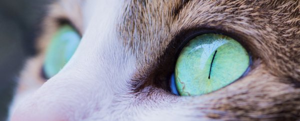 Mind-altering cat parasite linked to schizophrenia in largest study yet