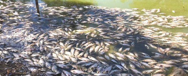 Australia's facing an unprecedented ecological crisis, but no one's paying attention