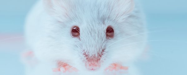 Scientists have successfully done a controversial 'gene drive' experiment on mammals