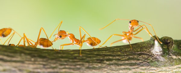 Ant colonies have memories that their individual members don't have