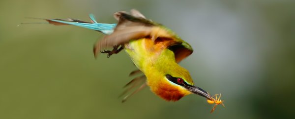 Birds can see a 'colour' humans can't. Now scientists have revealed this hidden world