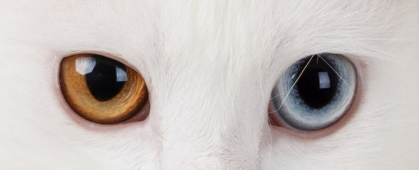 Your eye colour could be the reason you feel so down over winter