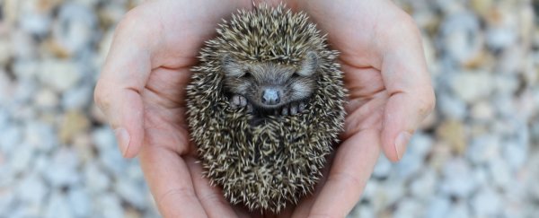 Don't kiss or snuggle hedgehogs, CDC researchers warn