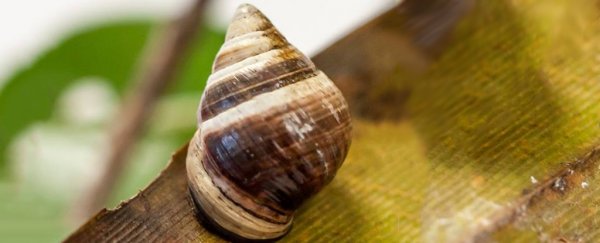 Lonely George – a Hawaiian tree snail – has died, taking his species with him