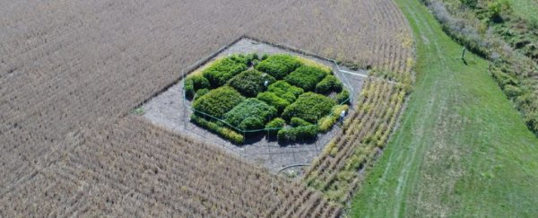 Scientists fix a crucial photosynthesis 'glitch', boosting crop growth by 40%