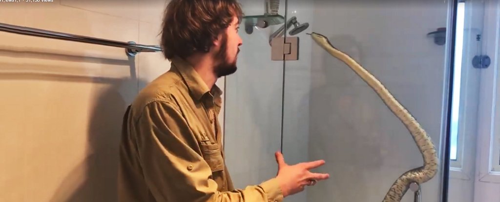 Australia is so hot right now snakes are seeking refuge in the worst possible places