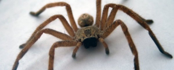 Police force mobilised after man overheard violently screaming at a spider