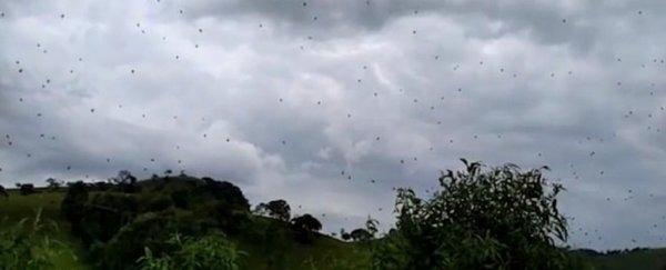 Don't look up: Intense video shows the sky 'raining spiders' in Brazil