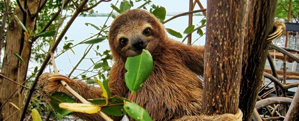Sloths are better at adapting than we ever gave them credit for