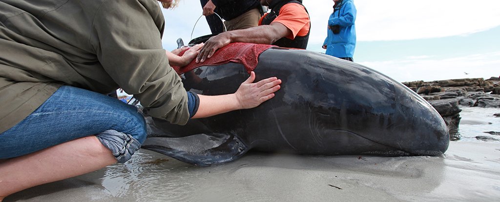 We now know the horrifying reason sonar makes these whales beach themselves
