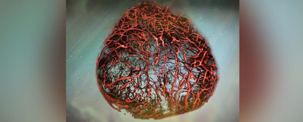 Scientists can now grow perfect human blood vessels in the lab