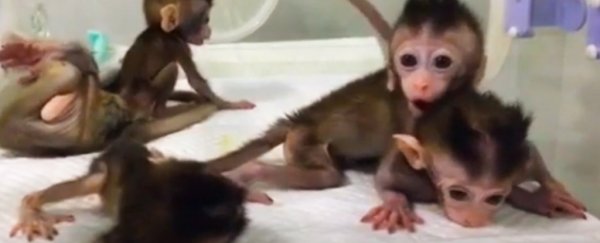 Chinese scientists have cloned a genetically altered primate for the first time