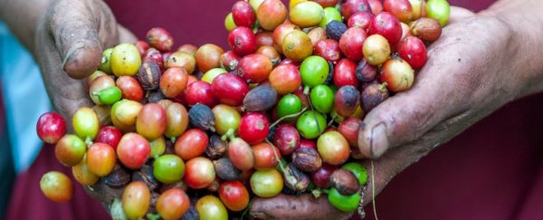 Most of our planet's wild coffee species are in danger of extinction