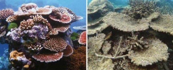 The most important #10YearChallenge photos are probably not what you expected