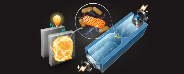 MIT scientists score breakthrough in finding bacteria that produce electricity