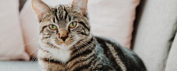 If you find cats antisocial, it's more likely you being a jerk, according to science