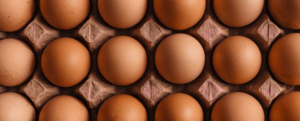 Chickens have been modified to lay eggs containing anti-cancer medicine