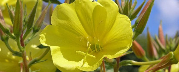 Plants may not have ears, but they can 'hear' way better than we thought