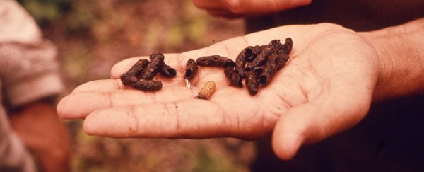 This startup wants to feed maggots to your dog, and they have a point