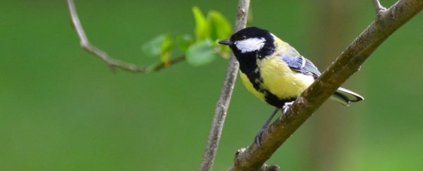 Our environment is turning these adorable birds into violent, brain-eating killers