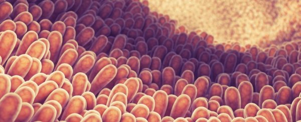 Your gut microbiome could actually reveal your age, study shows