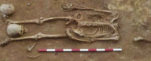 A mysterious cluster of neatly decapitated skeletons have been unearthed in England