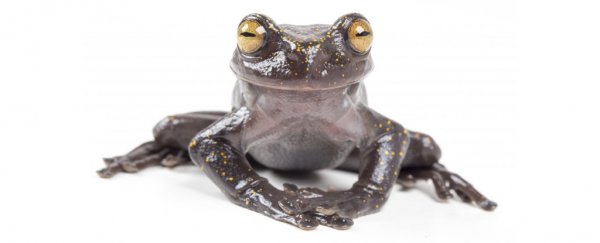 Look at this adorable and extraordinarily strange treefrog just discovered in Ecuador