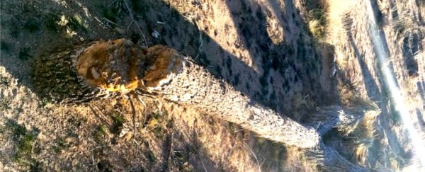 It Could Take Joshua Tree National Park 300 Years to Recover From The Past 35 days