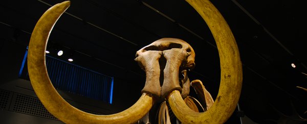 Surprise discovery reveals an ancient, extinct giant hidden among ivory in Cambodia