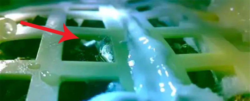China just sprouted the first-ever plant on the Moon
