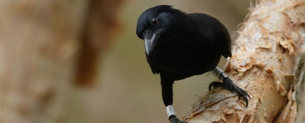 Crows can pass the marshmallow test as well as human children, new study shows