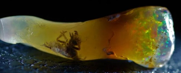 This ancient dead bug could change what we know about opal formation