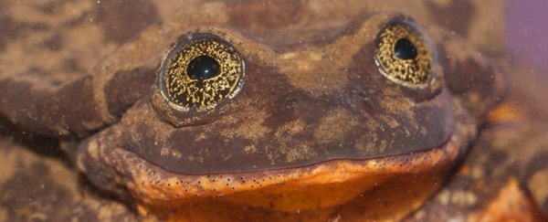 The 'world's loneliest frog' Romeo finally has his Juliet