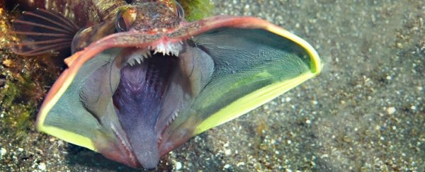 The sarcastic fringehead is a real living thing, and it's spectacularly horrifying