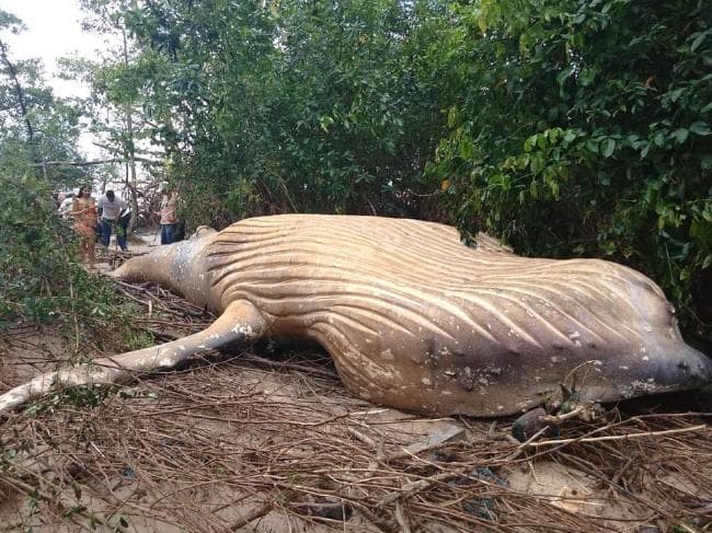 A Dead Whale Has Been Found On The Edge Of The Amazon Jungle