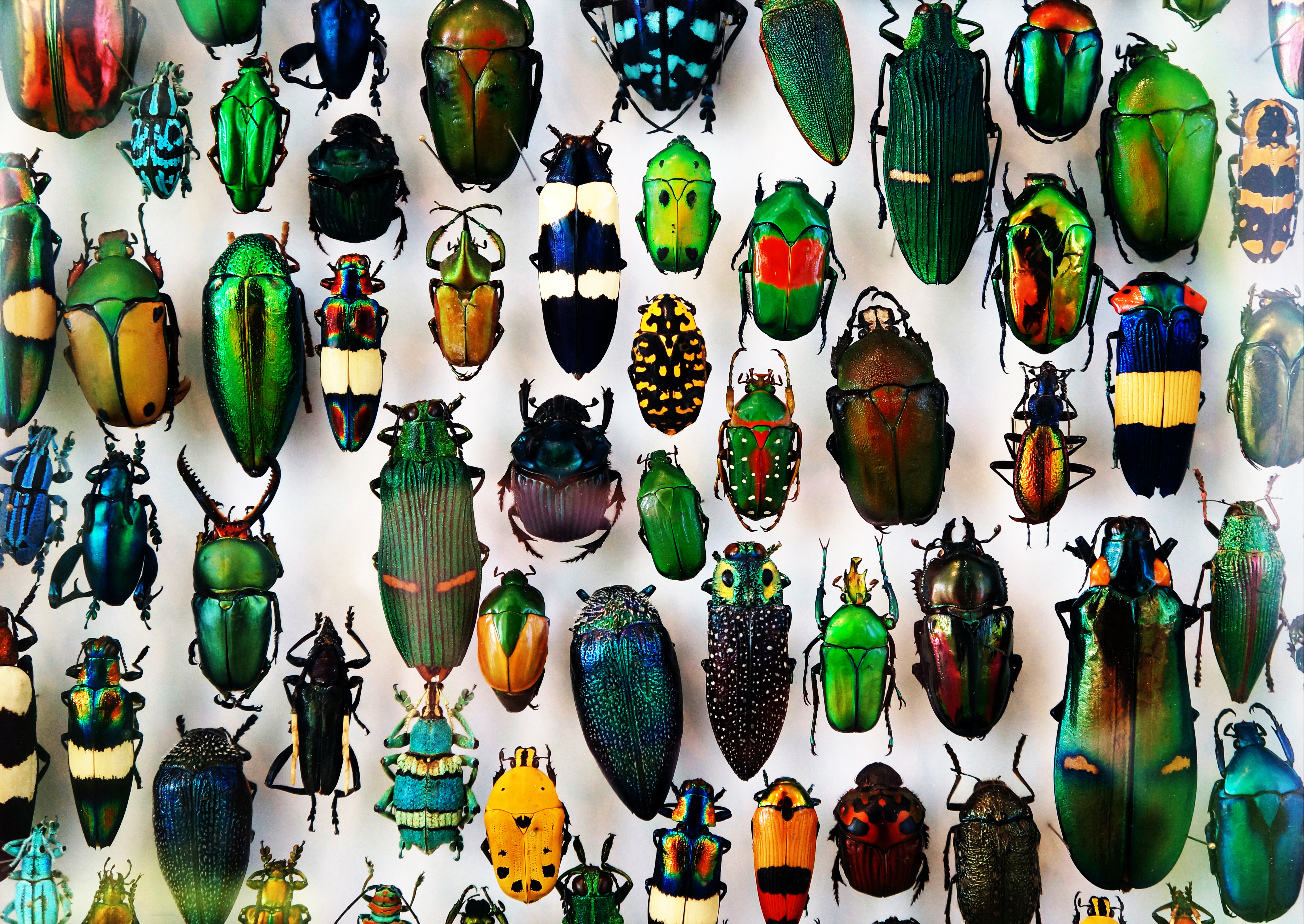 There are so many types of jewel beetles alone (pixelprof/iStock)
