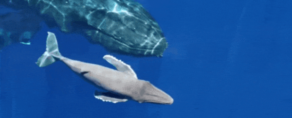 Incredibly rare footage shows a newborn humpback whale less than 20 minutes after birth