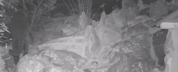 You must see this incredibly rare black leopard caught on camera in Kenya