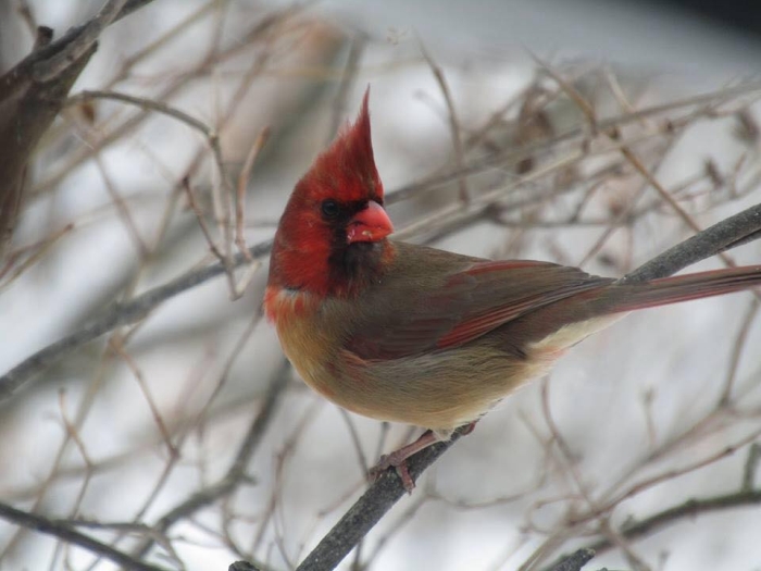 chimera cardinal