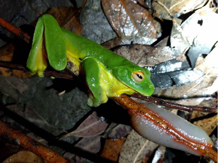 frog in slug predicament