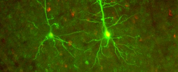 Neuroscientists think they've found a previously unknown form of neural communication