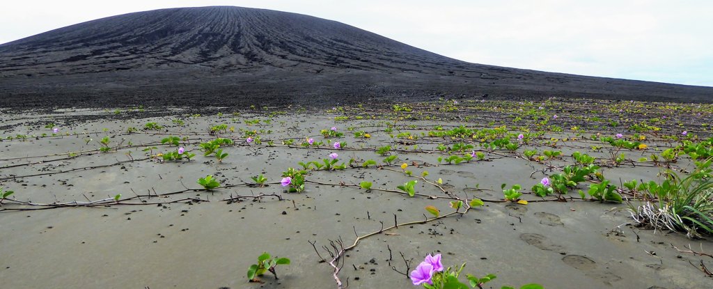 4 Years Ago, This Stunning Island Didn't Exist. Now, It's Teeming With Life