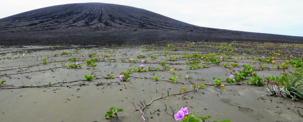 4 years ago, this stunning island didn't exist. Now, it's teeming with life
