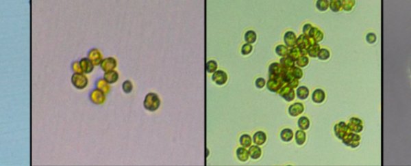 Scientists have witnessed a single-celled algae evolve into a multicellular organism