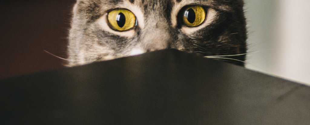 If your cat’s neurotic, scientists say it’s probably just mirroring you