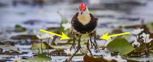 This mighty bird deserves a medal for being dad of the year