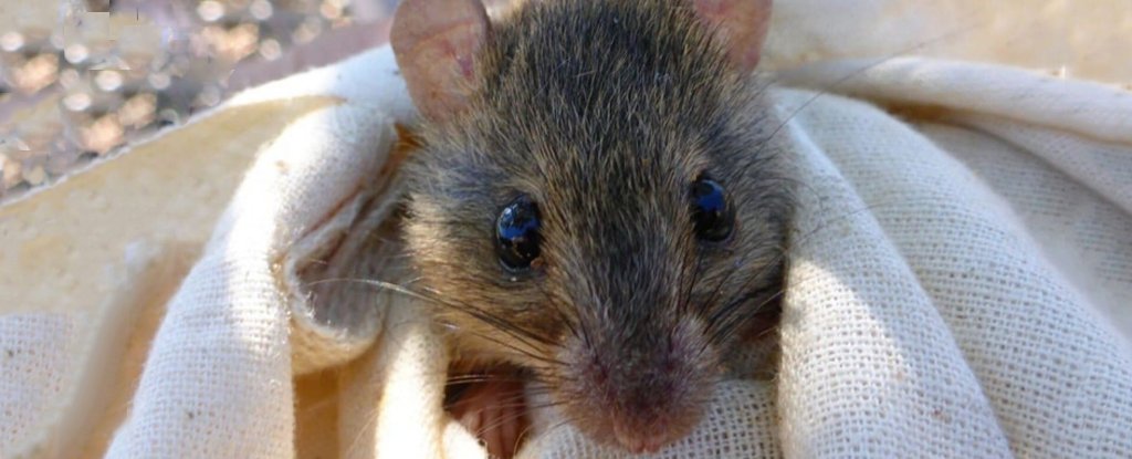 The only mammal native to Great Barrier Reef has gone extinct, and we know the culprit